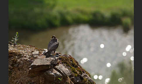 Wanderfalke (Falco peregrinus)