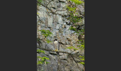 Wanderfalke (Falco peregrinus)