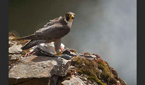 Wanderfalke (Falco peregrinus)