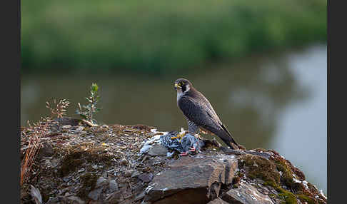 Wanderfalke (Falco peregrinus)