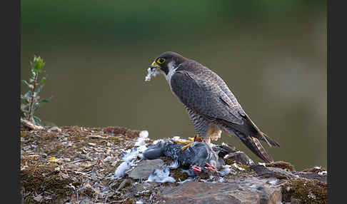 Wanderfalke (Falco peregrinus)