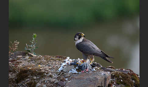 Wanderfalke (Falco peregrinus)