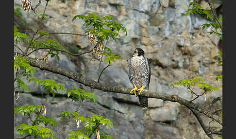 Wanderfalke (Falco peregrinus)