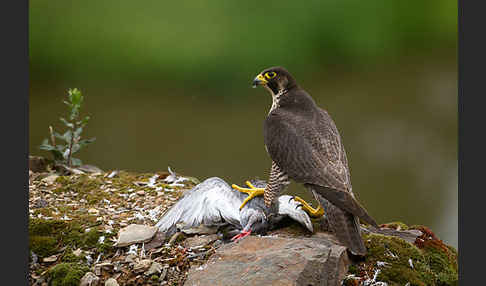 Wanderfalke (Falco peregrinus)