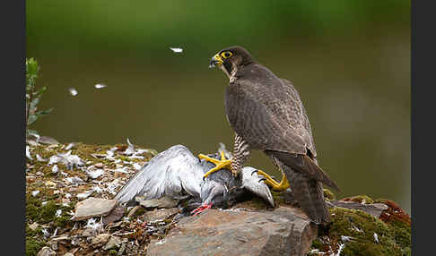 Wanderfalke (Falco peregrinus)