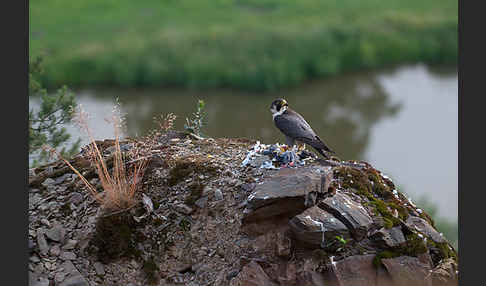 Wanderfalke (Falco peregrinus)