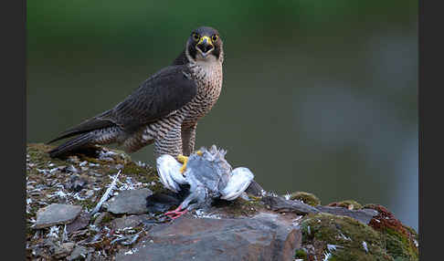 Wanderfalke (Falco peregrinus)