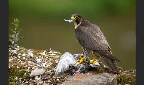 Wanderfalke (Falco peregrinus)