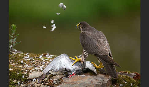 Wanderfalke (Falco peregrinus)