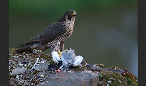 Wanderfalke (Falco peregrinus)