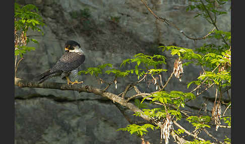 Wanderfalke (Falco peregrinus)