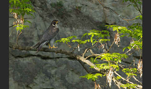 Wanderfalke (Falco peregrinus)