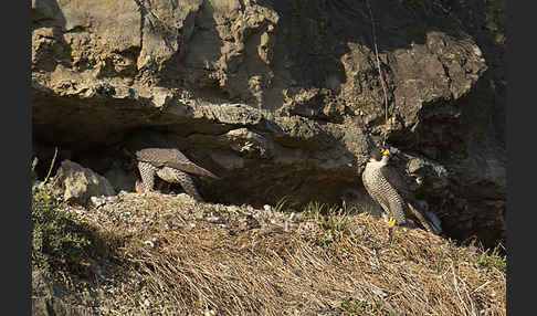 Wanderfalke (Falco peregrinus)