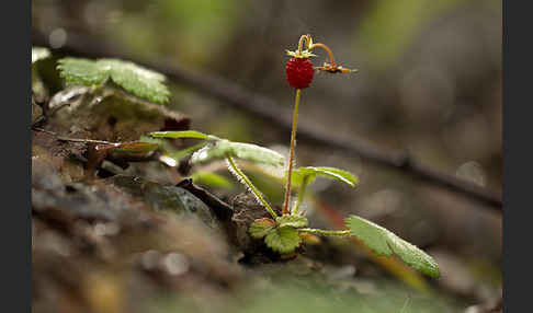 Wald-Erdbeere (Fragaria vesca)