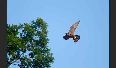 Wanderfalke (Falco peregrinus)