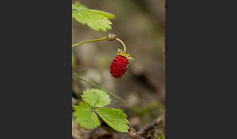 Wald-Erdbeere (Fragaria vesca)