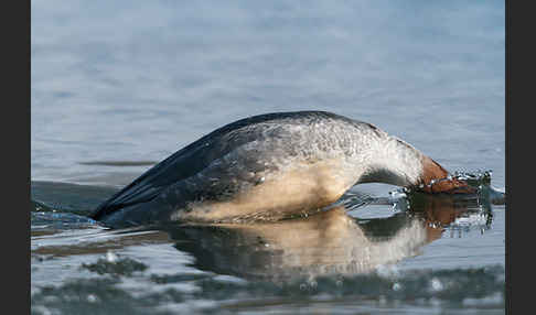 Gänsesäger (Mergus merganser)