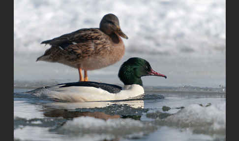 Stockente (Anas platyrhynchos)