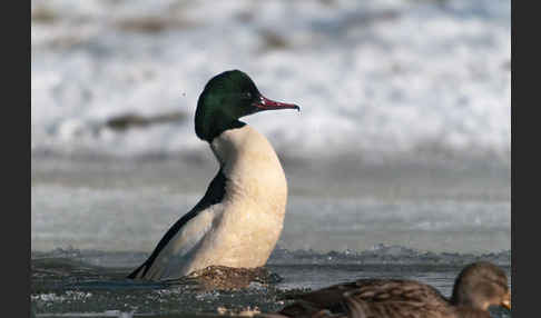 Gänsesäger (Mergus merganser)