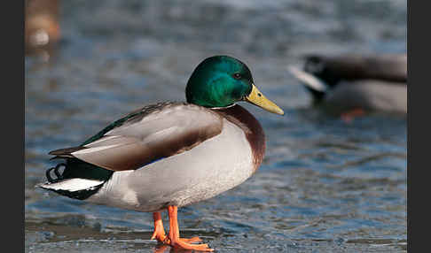 Stockente (Anas platyrhynchos)