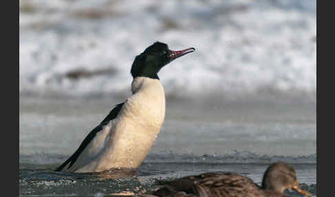 Gänsesäger (Mergus merganser)