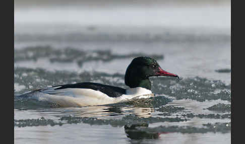 Gänsesäger (Mergus merganser)