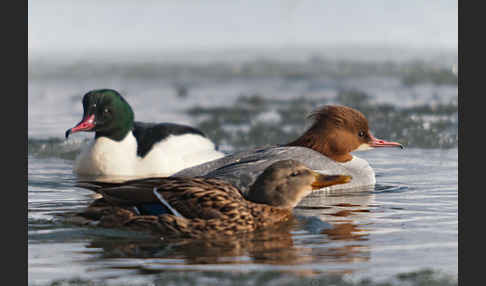 Stockente (Anas platyrhynchos)