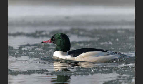 Gänsesäger (Mergus merganser)