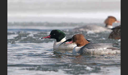 Gänsesäger (Mergus merganser)