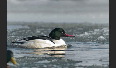 Gänsesäger (Mergus merganser)