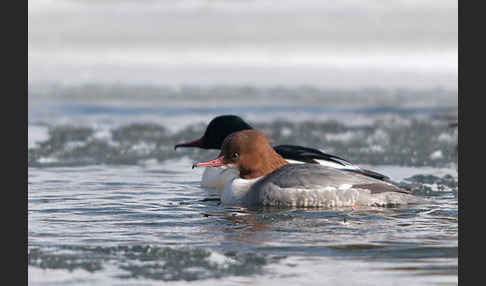 Gänsesäger (Mergus merganser)