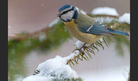 Blaumeise (Parus caeruleus)