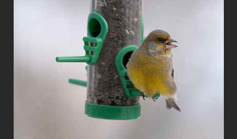 Grünfink (Carduelis chloris)