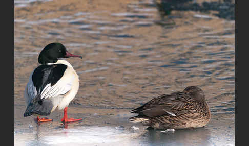 Stockente (Anas platyrhynchos)