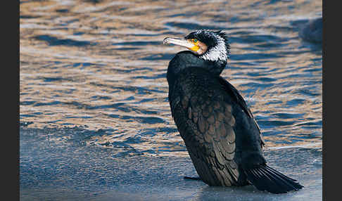 Kormoran (Phalacrocorax carbo)