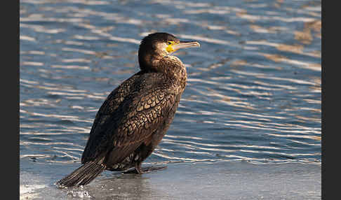 Kormoran (Phalacrocorax carbo)