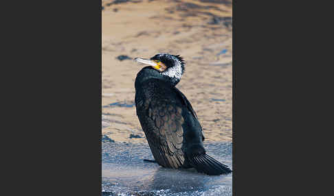 Kormoran (Phalacrocorax carbo)