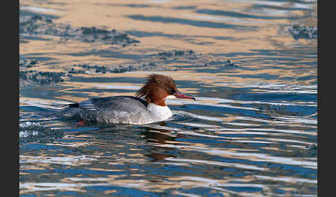 Gänsesäger (Mergus merganser)