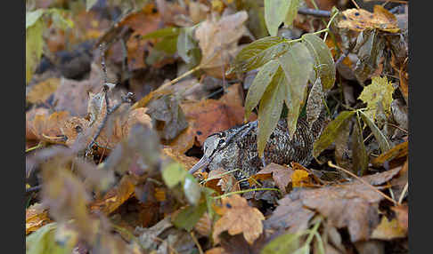 Waldschnepfe (Scolopax rusticola)