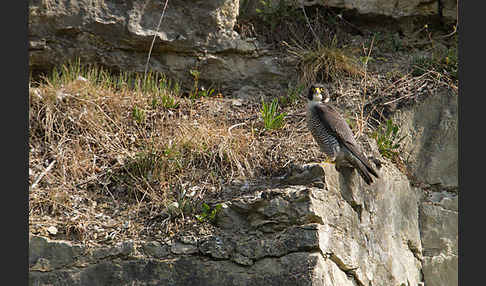 Wanderfalke (Falco peregrinus)