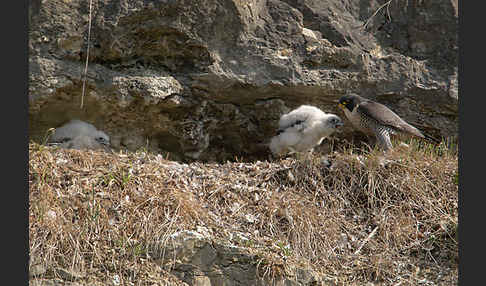 Wanderfalke (Falco peregrinus)