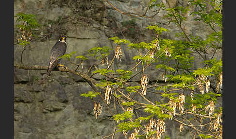 Wanderfalke (Falco peregrinus)