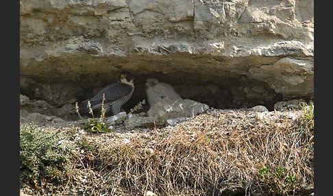 Wanderfalke (Falco peregrinus)