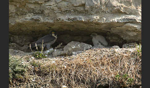 Wanderfalke (Falco peregrinus)