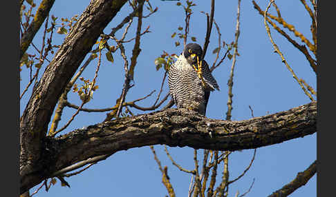 Wanderfalke (Falco peregrinus)