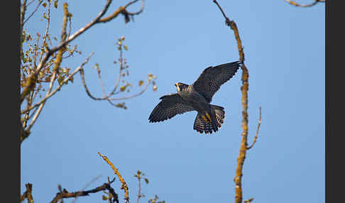 Wanderfalke (Falco peregrinus)