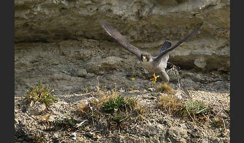 Wanderfalke (Falco peregrinus)