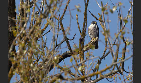 Wanderfalke (Falco peregrinus)