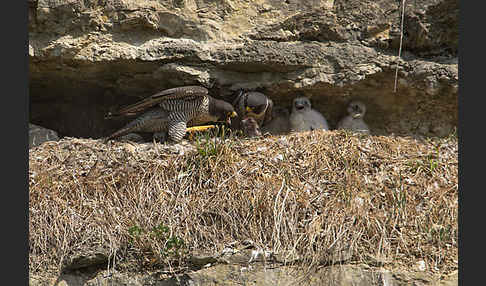 Wanderfalke (Falco peregrinus)