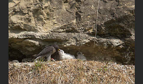 Wanderfalke (Falco peregrinus)